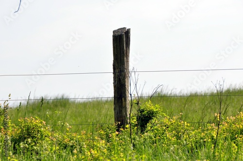 fence and grass