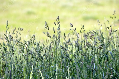 green wheat field