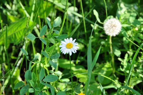 daisy in the grass
