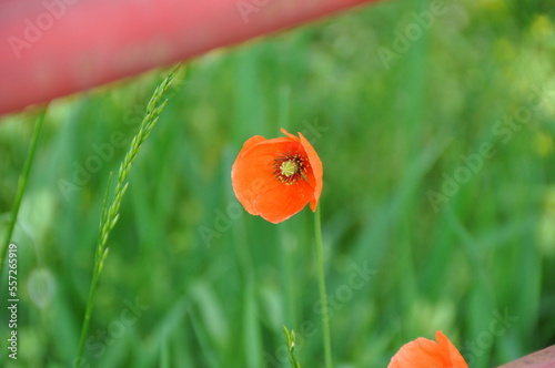 poppy in the field