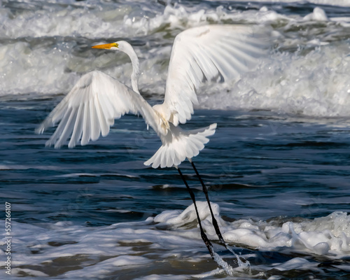 Fotografia, Obraz white heron in flight
