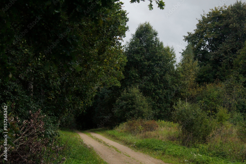 Fototapeta premium road in the woods