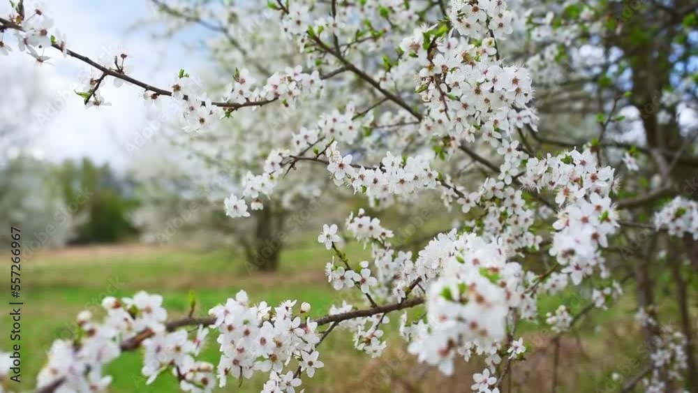 Blossoming trees in spring, spring countryside morning at meadow with white tree blossom Blossoming trees in spring, spring countryside morning at meadow with white tree blossom