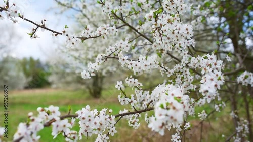 Blossoming trees in spring, spring countryside morning  at meadow with white tree blossom