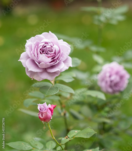Blue rose  Novalis  of lavender color  two rose flowers in full bloom in a garden