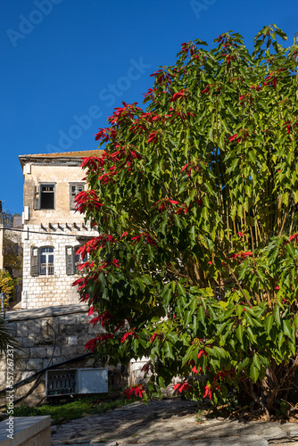 Large bush of poinsettia against the backdrop of the old city of Nazareth