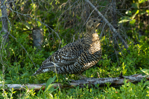 A cautious female Black grouse in the middle of lush green environment near Kuusamo, Northern Finland	