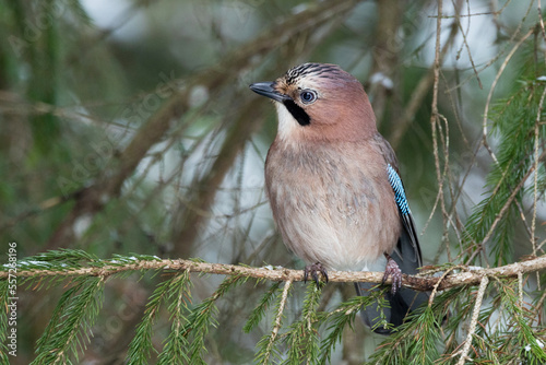 Close-up of a curious and watchful Eurasian jay perched in a boreal forest in Estonia, Northern Europe