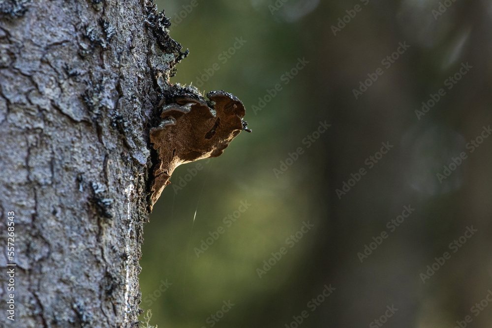 A wood decaying fungi Phellinus chrysoloma growing on a large Spruce trunk in a keystone habitat in Estonia, Northern Europe A wood decaying fungi Phellinus chrysoloma growing on a large Spruce trunk in a keystone habitat in Estonia, Northern Europe
