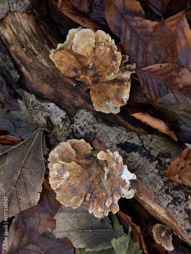 Turkeytail Fungus on Fallen Log