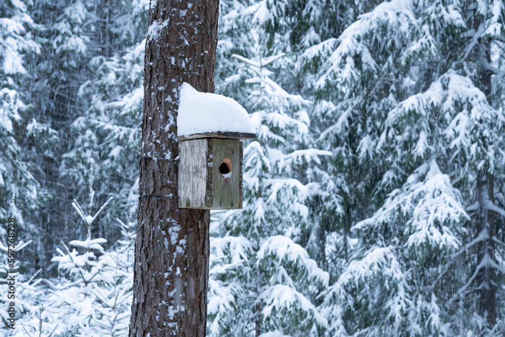 A wooden nesting box on a Pine tree trunk covered with snow in a boreal forest in Estonia, Northern Europe