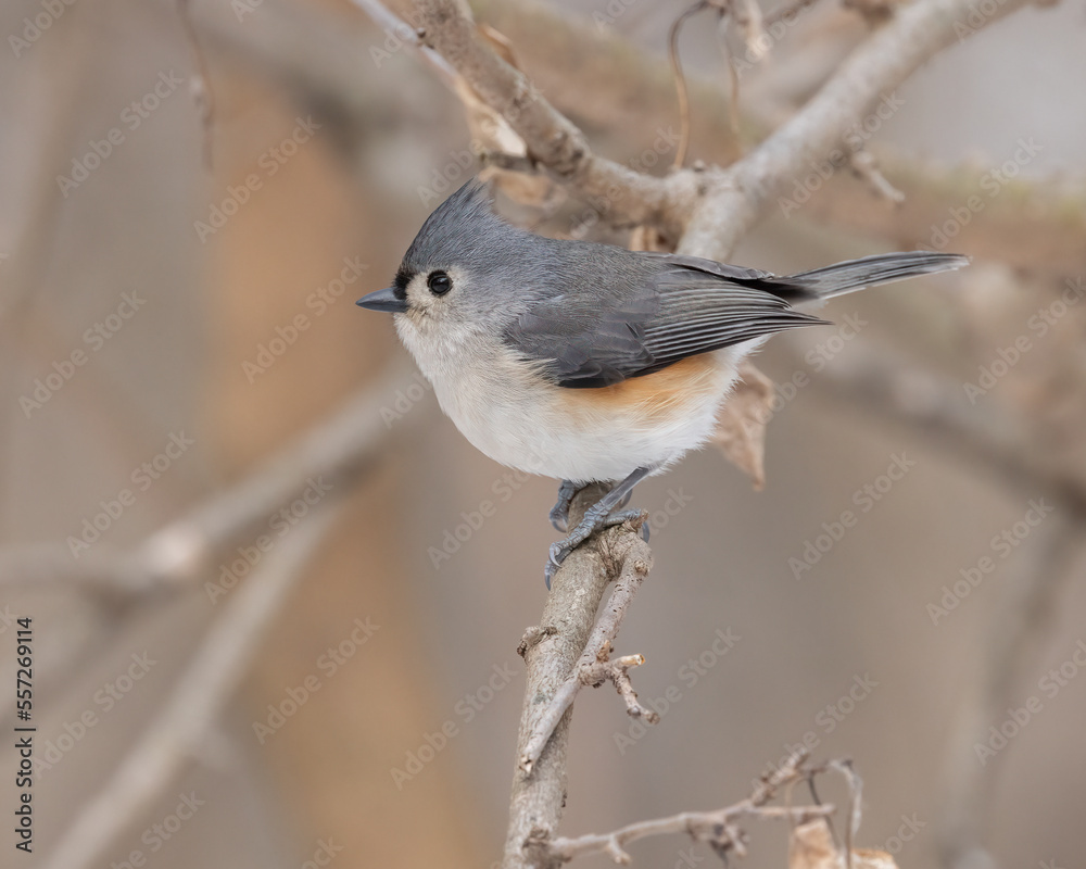 Tufted Titmouse is a little gray bird with an echoing voice, it is common in eastern deciduous forests and a frequent visitor to feeders. Beautiful portrait of a little songbird perched on a branch. Tufted Titmouse is a little gray bird with an echoing voice, it is common in eastern deciduous forests and a frequent visitor to feeders. Beautiful portrait of a little songbird perched on a branch.