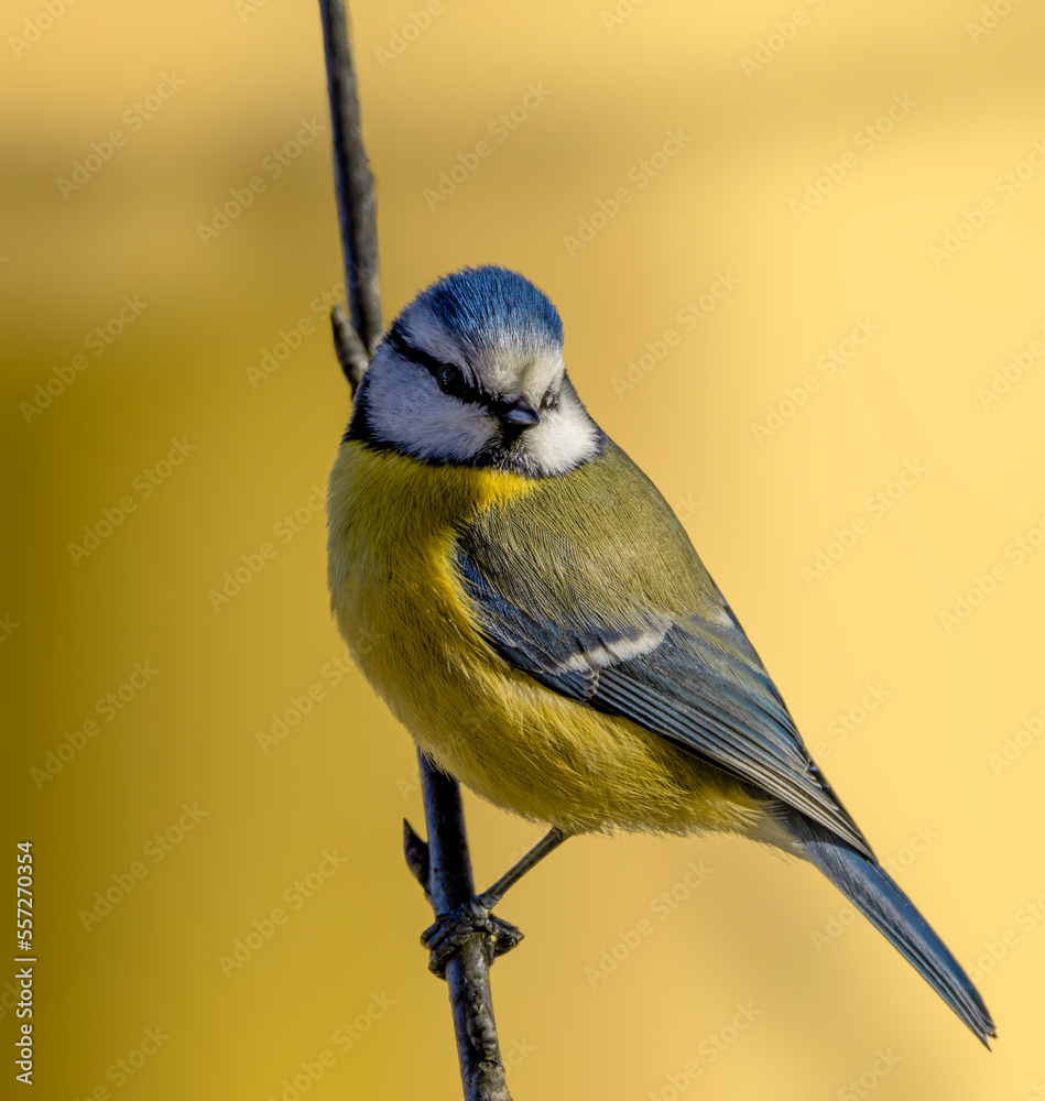 Obraz premium a blue tit on a branch