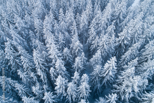 An aerial of a frosty and snowy Spruce forest on a cold winter day in Estonia, Northern Europe © adamikarl