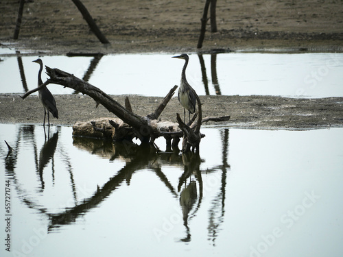 gray heron and driftwood reflecting in the water