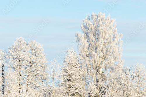 Frosty trees on a sunny winter day in rural Estonia, Northern Europe