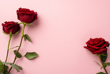 Valentine's Day concept. Top view photo of red roses on isolated pastel pink background with copyspace