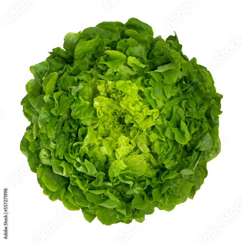 Juicy leaves of lettuce isolated on white background. Top view.