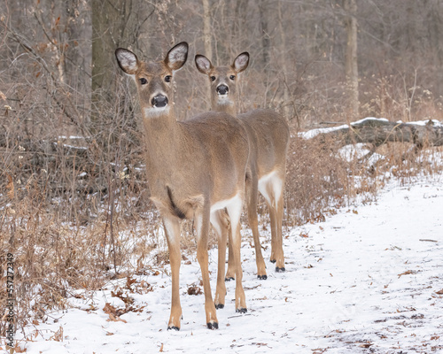 Female hungry white tailed deer are walking down a well known trail at a park. Photographed early morning during winter after a light snowfall.  These deer are fed by people they are looking for food. photo