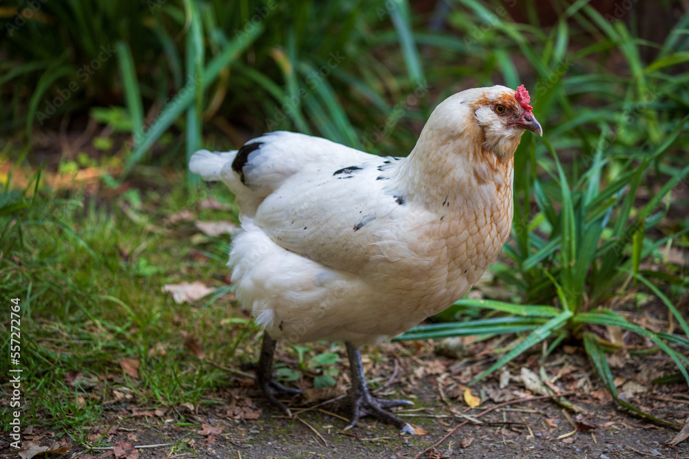 Obraz premium Full body of white-beige adult hen on the farm