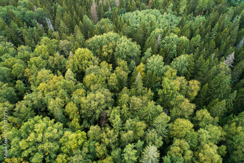 Aerial of a late summer mixed boreal forest in Estonia, Northern Europe 