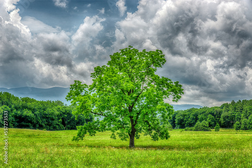 Lovely Tree in Cades Cove Meadow