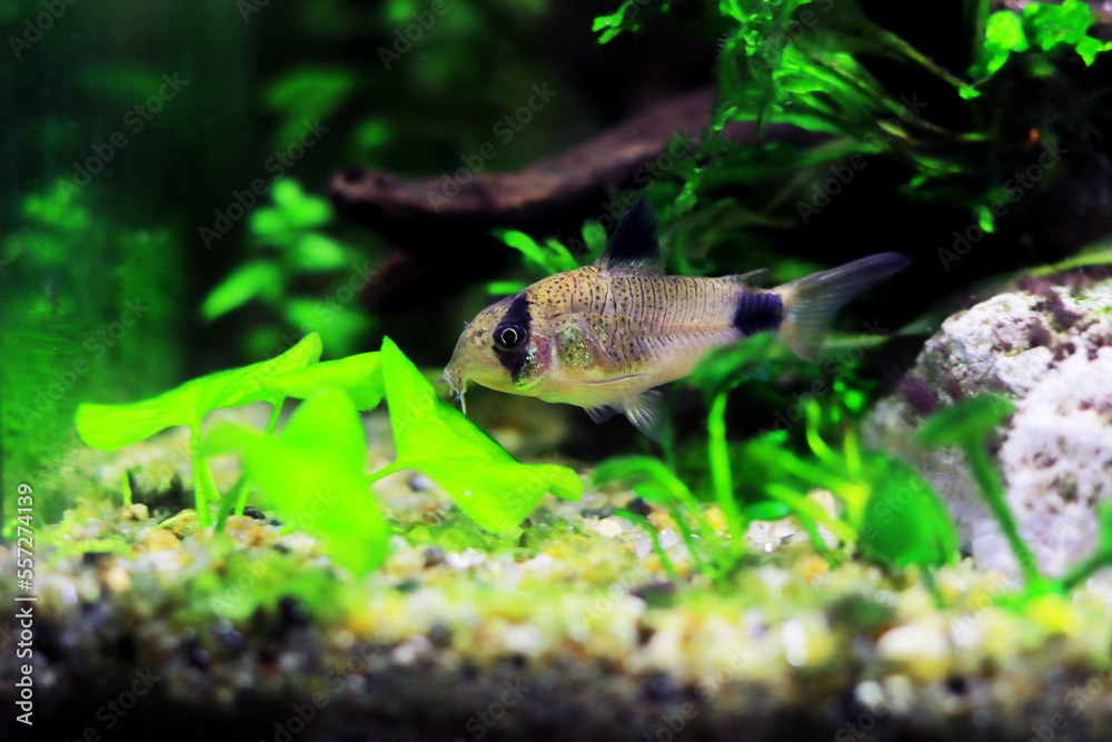 Corydoras panda in freshwater aquarium tank Corydoras panda in freshwater aquarium tank
