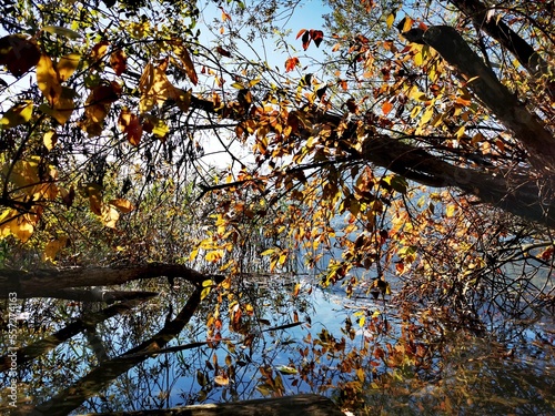 Herbstliche Idylle am See mit im Wasser hineinragenden Bäumen
