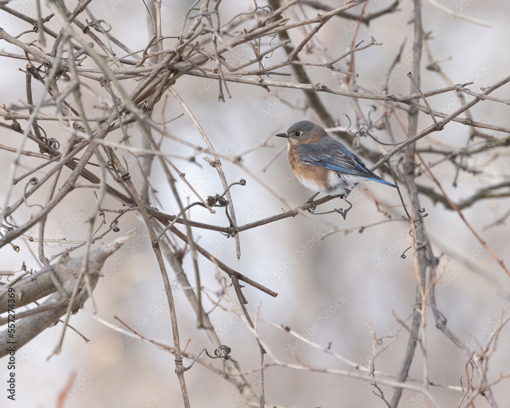 Eastern bluebird in its natural environment, perched deep in a bush with lots of branches, for shelter. This is an adult eastern blue bird female. Photo was taken in early morning hours. Eastern bluebird in its natural environment, perched deep in a bush with lots of branches, for shelter. This is an adult eastern blue bird female. Photo was taken in early morning hours.