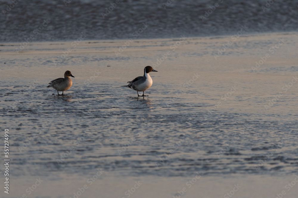 A pair of Northern Pintail Ducks walking on the ice covering the surface of a frozen lake on a cold winter morning. A pair of Northern Pintail Ducks walking on the ice covering the surface of a frozen lake on a cold winter morning.