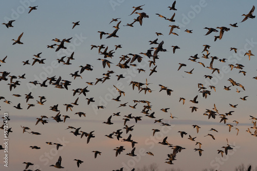 A flock of Mallard and Northern Pintail Ducks taking flight on a cold winter morning.