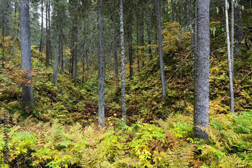 An old-growth forest growing in a valley in Northern Finland near Kuopio