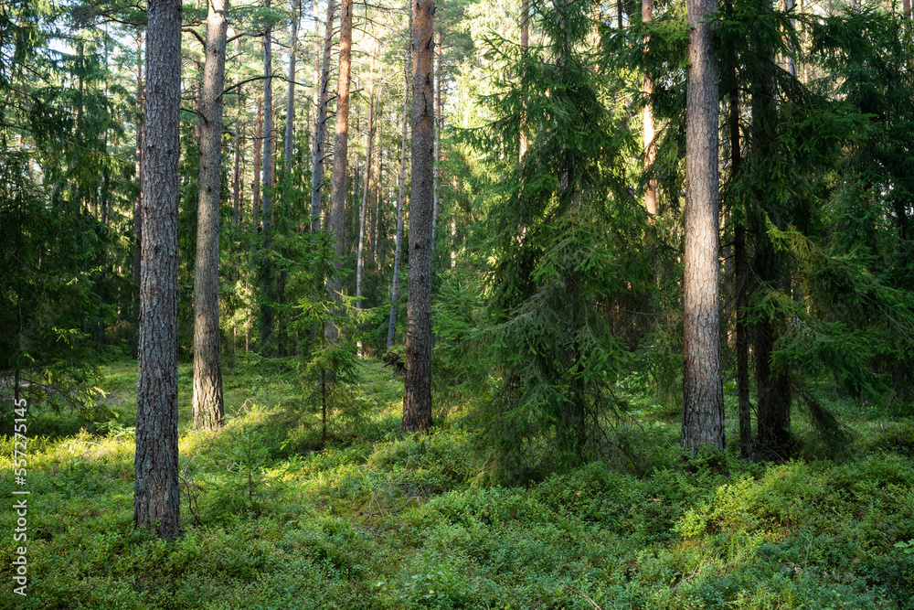 An aged coniferous forest on a late summer evening in Northern Latvia, Europe An aged coniferous forest on a late summer evening in Northern Latvia, Europe