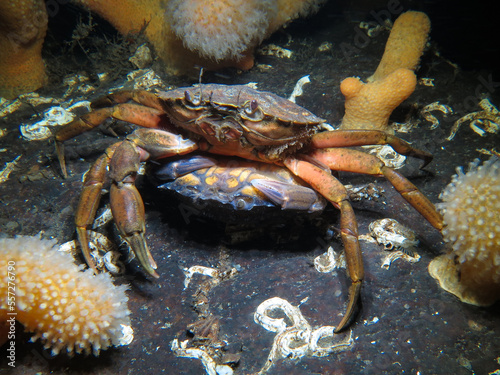 Love in the Norwegian fjords - Mating crabs 