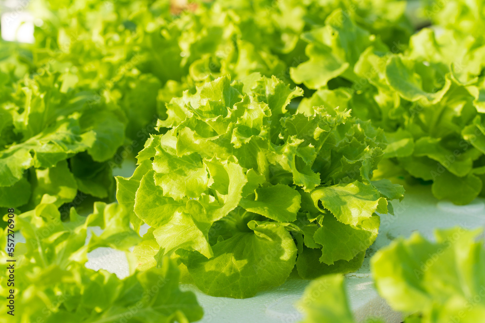 Green oak vegetable salad planed with hydoponics method. Green oak vegetable salad planed with hydoponics method.