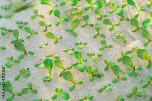 Green oak, Red Oak, Red Coral and Butter Head vegetable salad seedlings planed with hydoponics method. photo