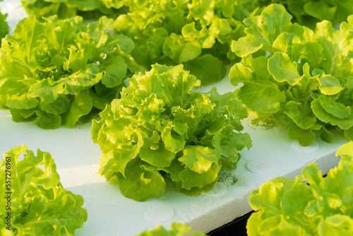 Green oak vegetable salad planed with hydoponics method.