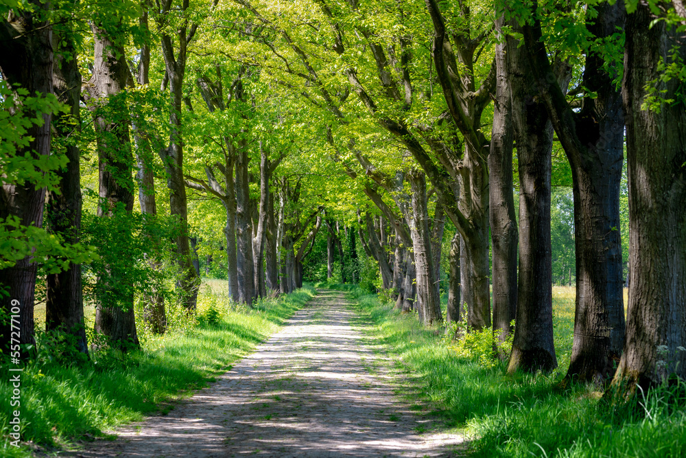 Gravel nature path through the trees along the side, The Pieterpad is a long distance walking route in the Netherlands, The trail runs from northern part of Groningen to end just south of Maastricht. Gravel nature path through the trees along the side, The Pieterpad is a long distance walking route in the Netherlands, The trail runs from northern part of Groningen to end just south of Maastricht.