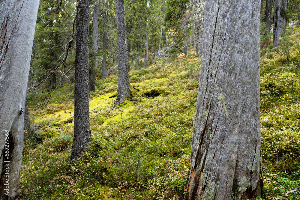 Standing dead trees in a primeval forest in Närängänvaara near Kuusamo, Northern Finland Standing dead trees in a primeval forest in Närängänvaara near Kuusamo, Northern Finland
