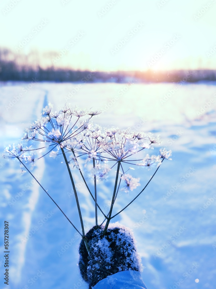 Winter background with dry flowers covered snow crystals of hoarfrost. winter season, frosty cold weather. beautiful winter landscape with frozen grass in hand. Christmas, New Year - obrazy, fototapety, plakaty 