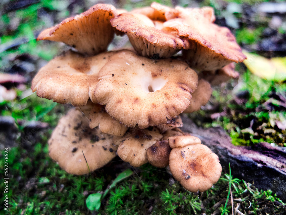 Mushroom Cluster Found At A Public Park On The Grass Mushroom Cluster Found At A Public Park On The Grass