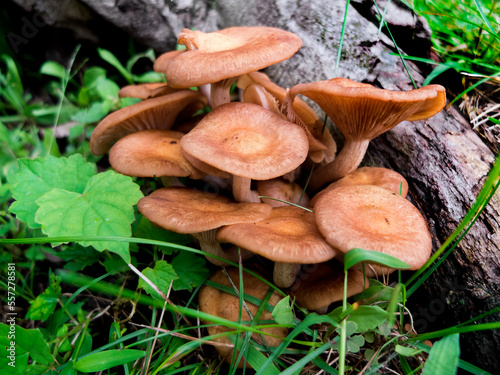 Mushroom Cluster Brown Flat Caps on an Open Grass Field