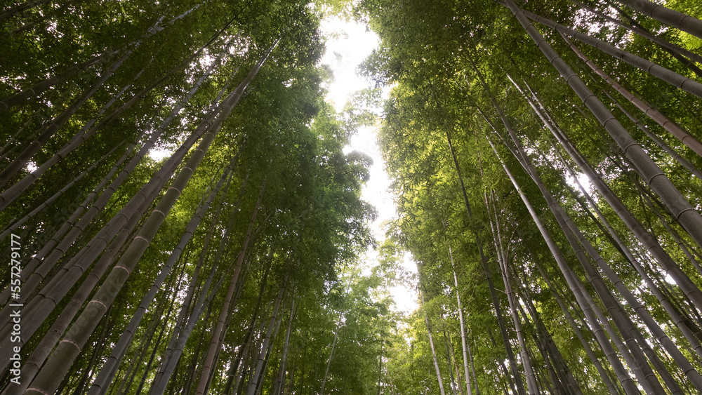 Fototapeta premium 竹藪の天の川