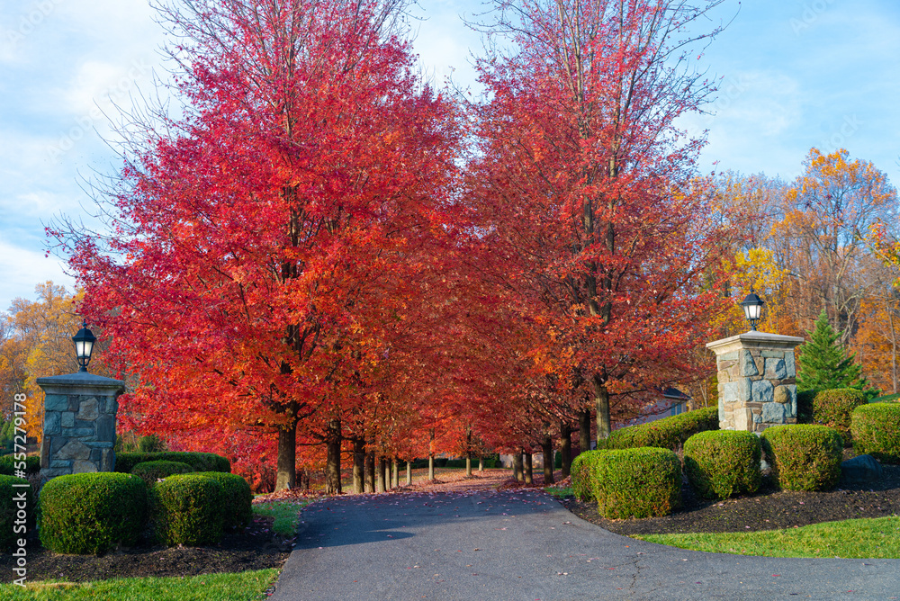 Colorful alley of red autumn trees. Landscaping in front of the entrance to the courtyard of the house Colorful alley of red autumn trees. Landscaping in front of the entrance to the courtyard of the house