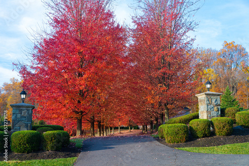 Colorful alley of red autumn trees. Landscaping in front of the entrance to the courtyard of the house
