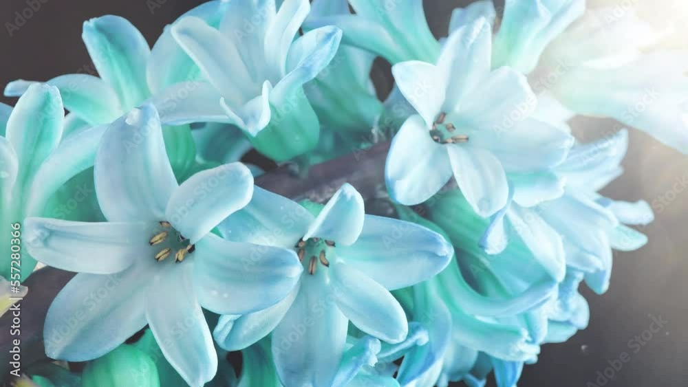 Hyacinth flowers close-up in blue azure trendy tones with sun glare and dust motes flying. 16x9 4K slow motion video high quality with smooth camera movement. ProRes 422 HQ. Hyacinth flowers close-up in blue azure trendy tones with sun glare and dust motes flying. 16x9 4K slow motion video high quality with smooth camera movement. ProRes 422 HQ.
