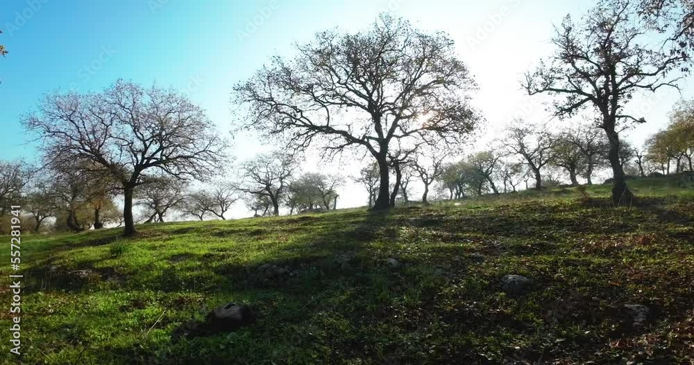 Bare Oak trees and green grass with flickering sun flare between branches, Low altitude smooth drone view Bare Oak trees and green grass with flickering sun flare between branches, Low altitude smooth drone view