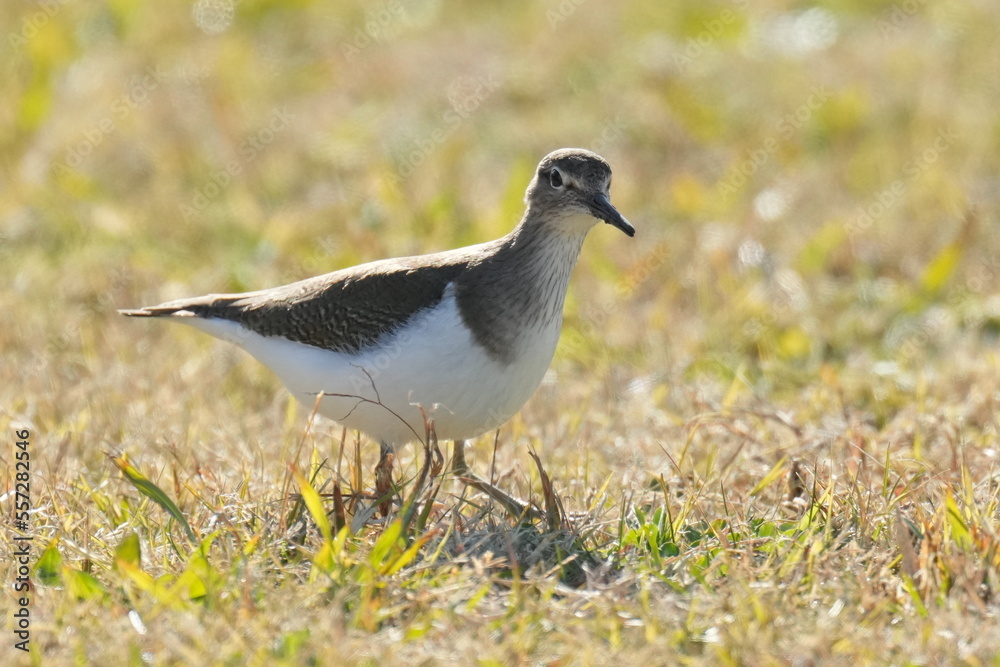sandpiper on a grass field sandpiper on a grass field