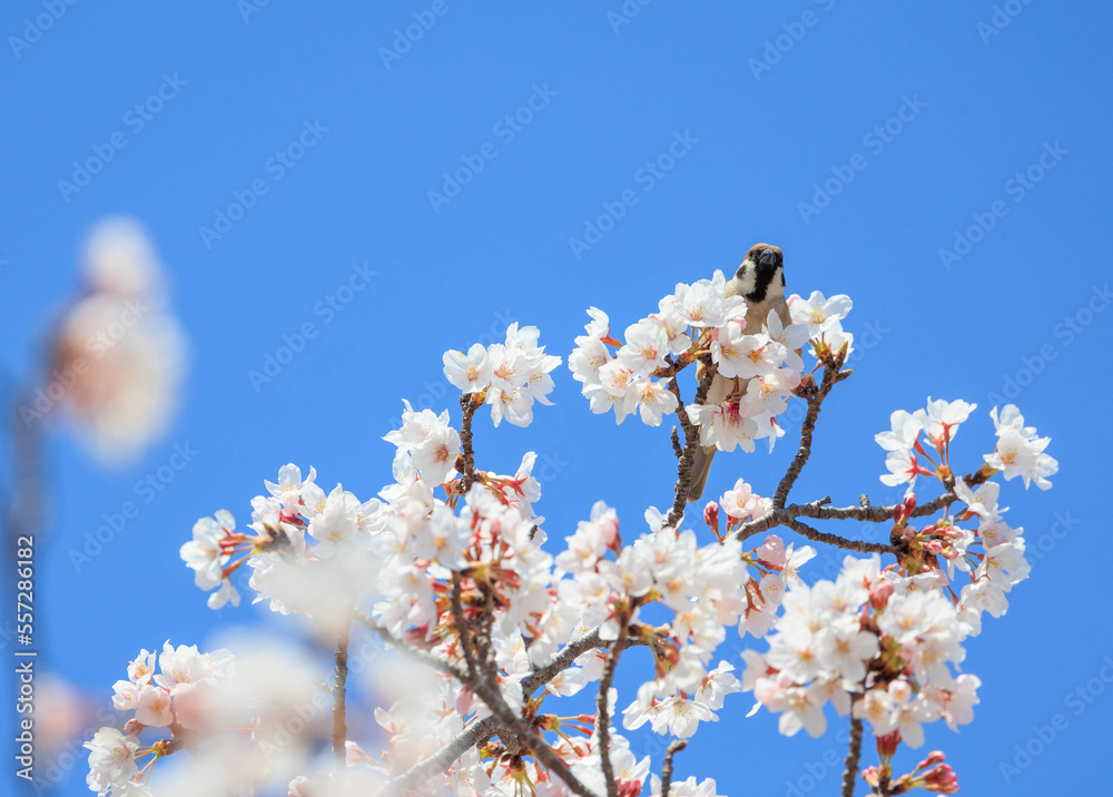 春の桜とスズメ「兵庫県」