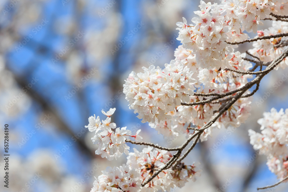 春の桜「兵庫県」